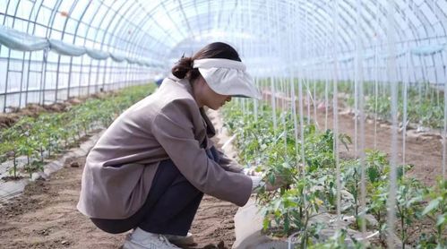 科技小院與共享菜園 科班研究生入村，為農(nóng)產(chǎn)品種植注入新生機(jī)